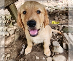 Golden Retriever Puppy for sale in WILLIAMSON, WV, USA