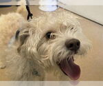 Small Poodle (Miniature) Mix