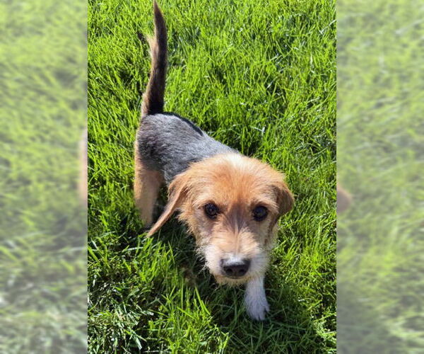 Medium Photo #4 Mutt Puppy For Sale in Arlington, VA, USA