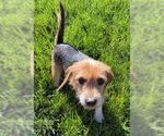 Small #3 Mutt
