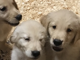 Golden Retriever Puppy for sale in SOUTH EASTON, MA, USA
