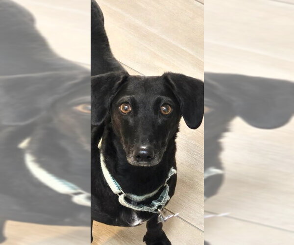 Medium Photo #2 Dachshund-Unknown Mix Puppy For Sale in San Diego, CA, USA