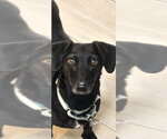 Small #1 Dachshund Mix