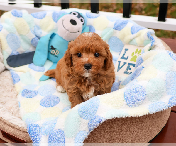 Medium Photo #11 Cavapoo (Miniature) Puppy For Sale in SYRACUSE, IN, USA
