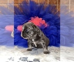 Small Photo #12 French Bulldog Puppy For Sale in MIMS, FL, USA
