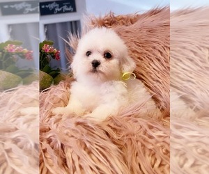 Maltipoo Puppy for sale in YAKIMA, WA, USA