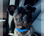 Small #1 Pug