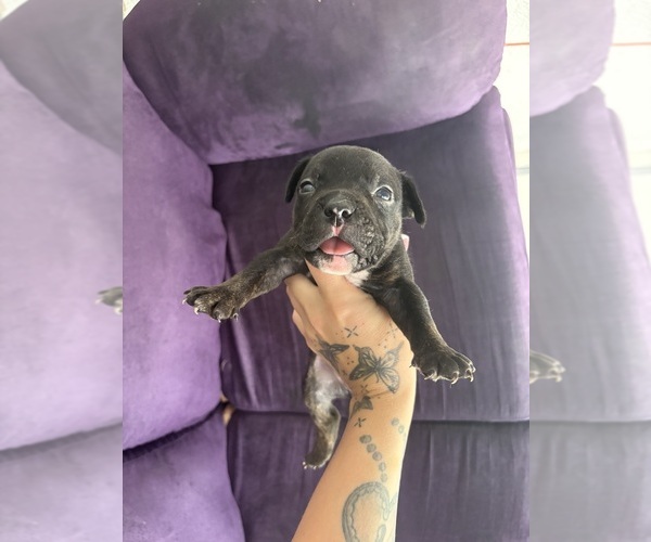 Medium Photo #3 American Bully Puppy For Sale in JACKSONVILLE, FL, USA
