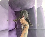 Small #2 American Bully