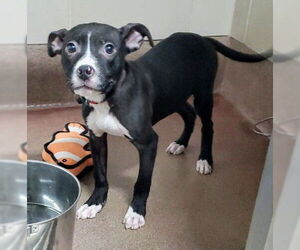 American Pit Bull Terrier-Unknown Mix Dogs for adoption in Aurora, IL, USA