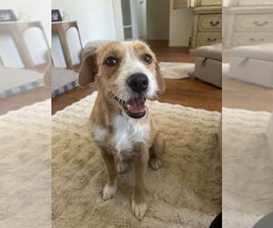 Mutt Dogs for adoption in San Diego, CA, USA
