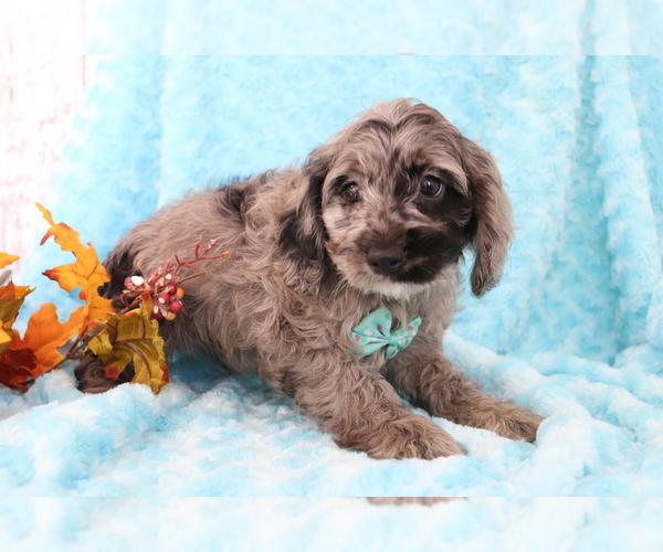 Medium Photo #3 Cocker Spaniel-Poodle (Miniature) Mix Puppy For Sale in SHILOH, OH, USA