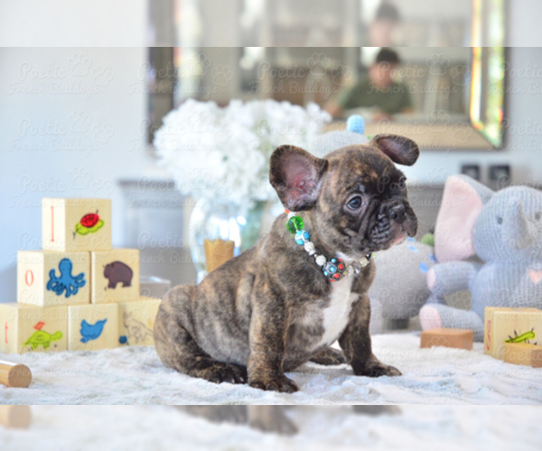 Medium Photo #5 French Bulldog Puppy For Sale in FORT LAUDERDALE, FL, USA