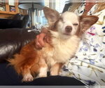 Small Photo #10 Chihuahua-Unknown Mix Puppy For Sale in Boonton, NJ, USA