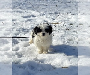 Zuchon Puppy for sale in MOUNT PLEASANT, MI, USA
