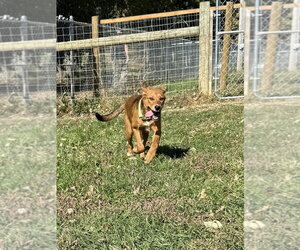 Faith - Female Mutt Dog for Adoption - Photo #4