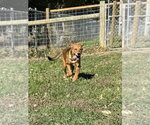 Small Photo #4 Mutt Puppy For Sale in Osgood, IN, USA
