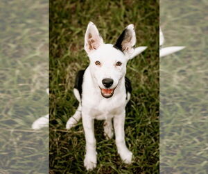 Border Collie-Unknown Mix Dogs for adoption in Tampa, FL, USA