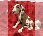 Puppy 2 Great Dane