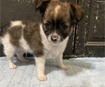 Small Photo #3 Chihuahua Puppy For Sale in NEVADA, TX, USA