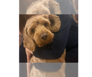 Labrador Retriever Dogs for adoption in Brewster, NY, USA