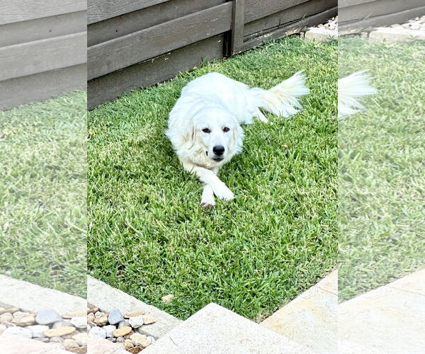 Medium Photo #3 Great Pyrenees Puppy For Sale in Spring, TX, USA