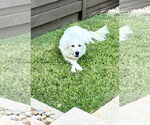 Small #2 Great Pyrenees