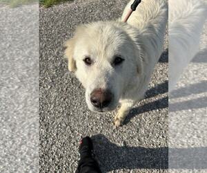 Great Pyrenees Dogs for adoption in Evansville, IN, USA