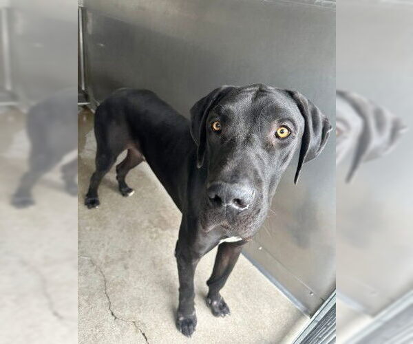 Medium Photo #2 Great Dane Puppy For Sale in San Bernardino, CA, USA