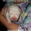 Small #131 Dogo Argentino
