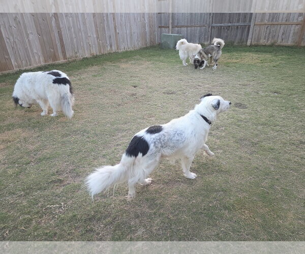 Medium Photo #13 Aussie Pyrenees Puppy For Sale in Houston, TX, USA