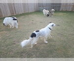 Small Photo #13 Aussie Pyrenees Puppy For Sale in Houston, TX, USA