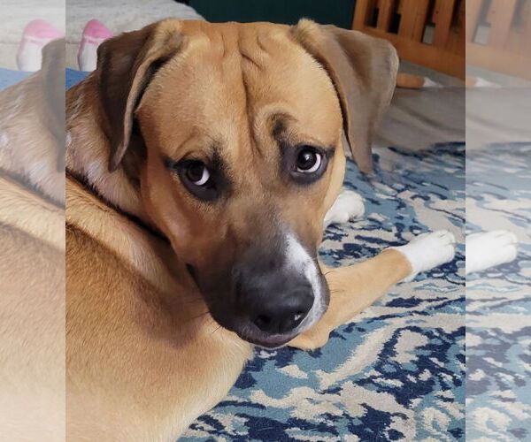 Medium Photo #3 Boxer-Unknown Mix Puppy For Sale in Stanwood, WA, USA