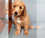 Puppy Puppy 6 Bernedoodle