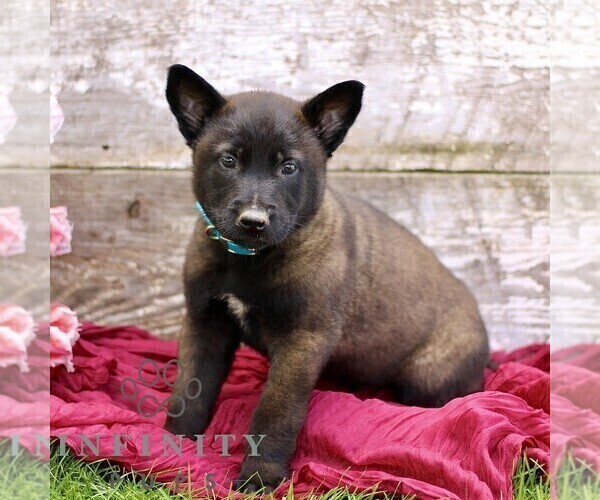 Medium Photo #4 Belgian Malinois Puppy For Sale in RONKS, PA, USA