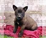 Small #3 Belgian Malinois