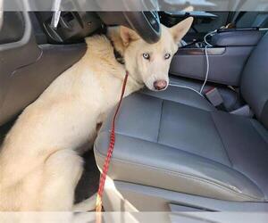 German Shepherd Dog-Huskies Mix Dogs for adoption in Houston, TX, USA