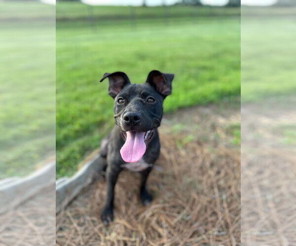 Medium Photo #2 American Pit Bull Terrier-Unknown Mix Puppy For Sale in Pacolet, SC, USA