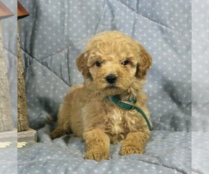 Goldendoodle-Poodle (Miniature) Mix Puppy for sale in PARADISE, PA, USA