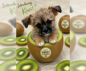Shih Tzu-Unknown Mix Dogs for adoption in Fremont, CA, USA