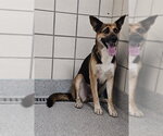 A188006 - Female German Shepherd Dog Dog for Adoption - Small photo