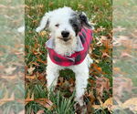 Small #15 Poodle (Toy) Mix
