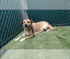 German Shepherd Dog-Unknown Mix Dogs for adoption in Downey, CA, USA