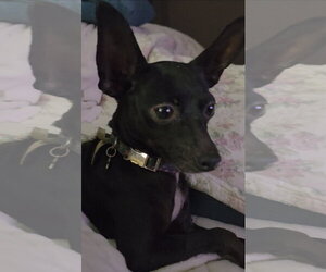 Chihuahua Dogs for adoption in Rosenberg, TX, USA