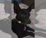 Small Chihuahua