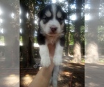 Image preview for Ad Listing. Nickname: HUSKY