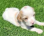 Puppy Kite English Setter