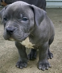 American Bully Puppy for sale in MILWAUKEE, WI, USA