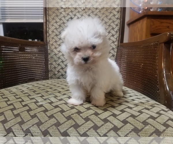 Medium Photo #1 Maltipoo Puppy For Sale in MCMINNVILLE, TN, USA