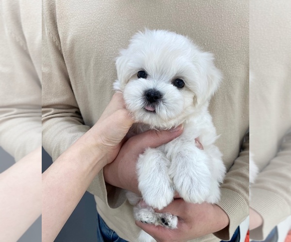 Medium Photo #1 Maltese Puppy For Sale in REDLANDS, CA, USA